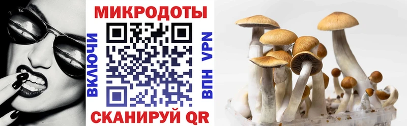 Псилоцибиновые грибы Cubensis  Таруса 